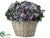 Hydrangea, Sedum - Blue Green - Pack of 1