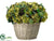 Hydrangea, Sedum – Green Purple - Pack of 1