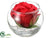 Rose - Red - Pack of 24