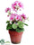 Geranium - Pink - Pack of 12