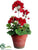 Geranium - Red - Pack of 12