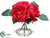 Rose - Beauty - Pack of 6