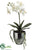 Phalaenopsis Orchid Plant - Cream - Pack of 2