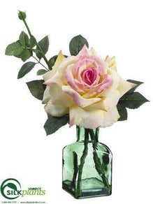 Rose - Green Yellow Pink Yellow - Pack of 6
