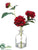 Dahlia - Wine - Pack of 12