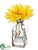 Gerbera Daisy - Yellow - Pack of 12