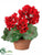 Geranium - Red - Pack of 4