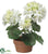 Geranium - White - Pack of 4