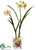 Daffodil - White Yellow - Pack of 6