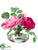 Ranunculus, Rose - Fuchsia Two Tone - Pack of 12