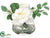 Ranunculus, Rose - White - Pack of 12