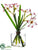 Narcissus - White Red - Pack of 6