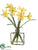 Narcissus - Yellow - Pack of 12