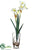 Narcissus - Yellow Light - Pack of 12