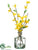 Forsythia - Yellow - Pack of 12