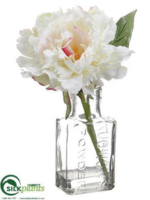 Peony - Cream Rubrum - Pack of 12