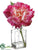 Peony - Cream Rubrum Fuchsia Pink - Pack of 12