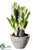Hyacinth - White - Pack of 4