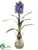 Hyacinth - Lavender - Pack of 6