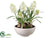 Hyacinth - White - Pack of 2
