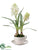 Hyacinth - White - Pack of 4