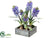 Hyacinth - Lavender - Pack of 2