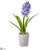 Hyacinth - Blue - Pack of 4