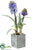 Hyacinth - Lavender - Pack of 4