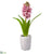 Hyacinth - Pink - Pack of 4