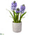 Hyacinth - Blue - Pack of 4