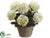 Hydrangea - Blue Green White Green - Pack of 1