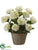 Hydrangea - White Green - Pack of 1
