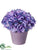 Hydrangea - Purple Orchid - Pack of 6