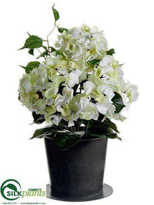 Hydrangea Bush - Cream Green - Pack of 1
