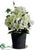 Hydrangea Bush - Cream Green - Pack of 1
