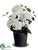 Hydrangea Bush - Cream White - Pack of 1