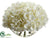 Hydrangea - White - Pack of 2