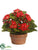 Kalanchoe - Red - Pack of 4