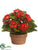Kalanchoe - Red - Pack of 4