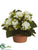 Kalanchoe - White - Pack of 4