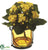 Kalanchoe - Yellow - Pack of 1