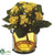 Kalanchoe - Yellow - Pack of 1