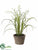 Lily of The Valley - White - Pack of 6