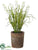 Lily of The Valley - White - Pack of 3
