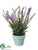 Lavender - Lavender Purple - Pack of 12