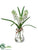 Muscari - White - Pack of 12