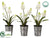 Muscari - White - Pack of 6