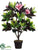 Magnolia Plant - Pink - Pack of 2