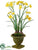 Narcissus - Yellow - Pack of 2