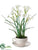 Narcissus - White - Pack of 4